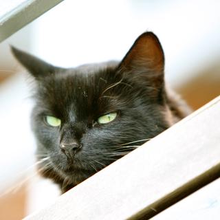 Le chat est manipulateur, dominateur et véhicule de nombreuses maladies. © Steve Jurvetson, Flickr